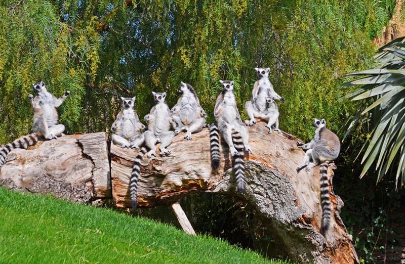 Valencia Bio Parc